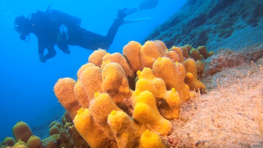 centro buceo lanzarote